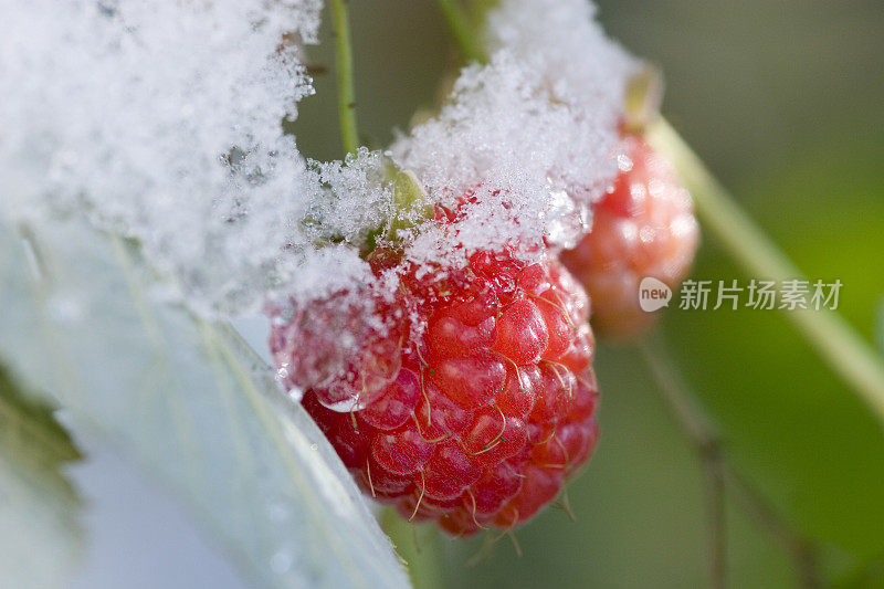 第一场雪