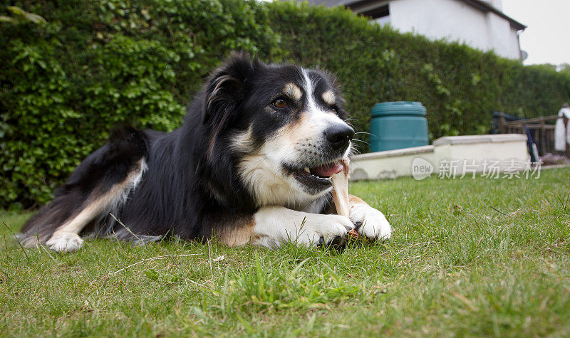 边境牧羊犬躺在草地上啃骨头