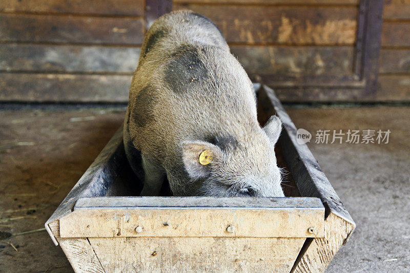 饥饿的猪