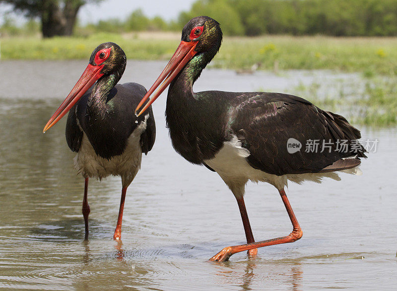 黑鹳