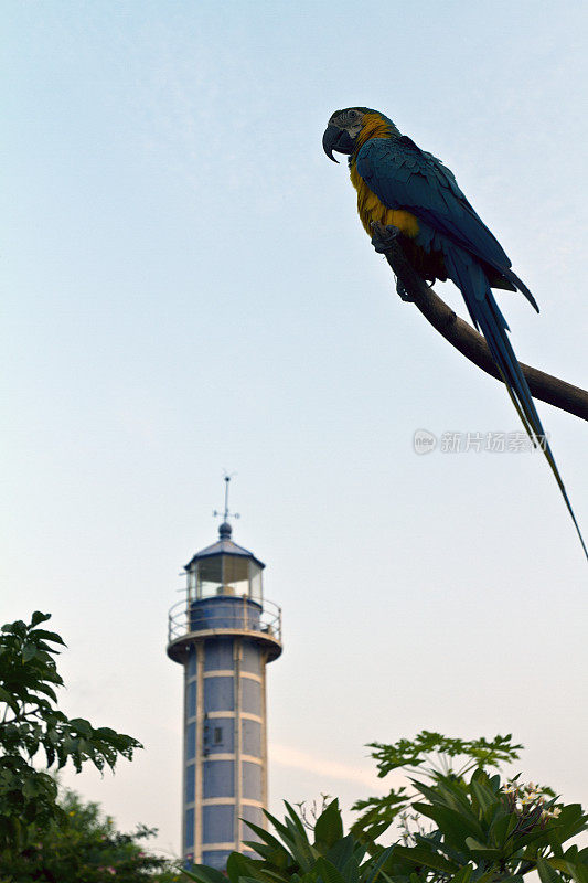 加蓬，Estuaire省，Pongara国家公园，灯塔。
