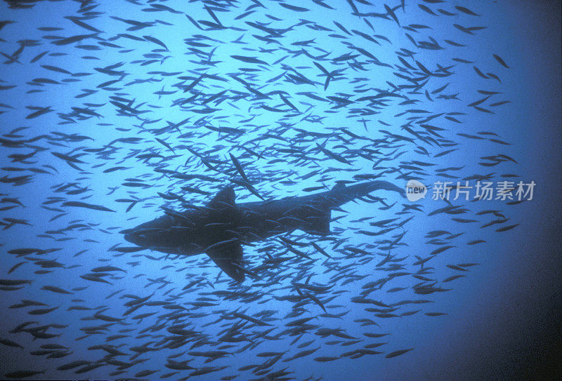沙虎鲨
