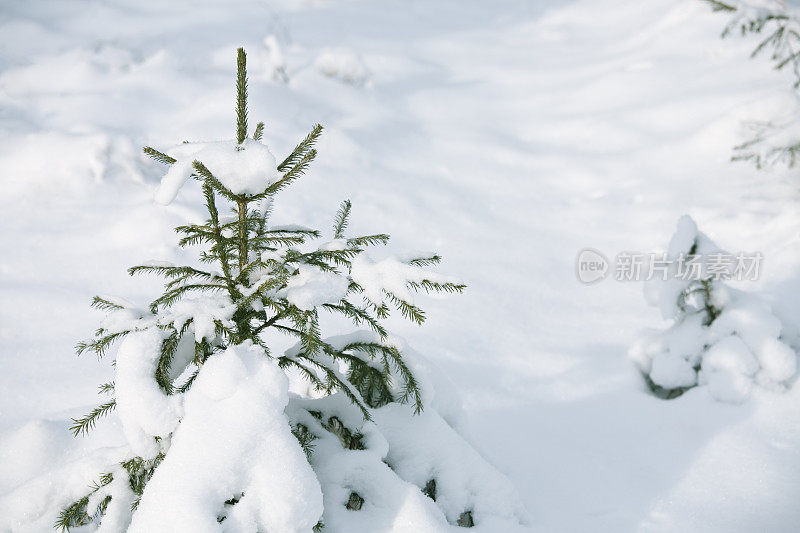 第一场雪