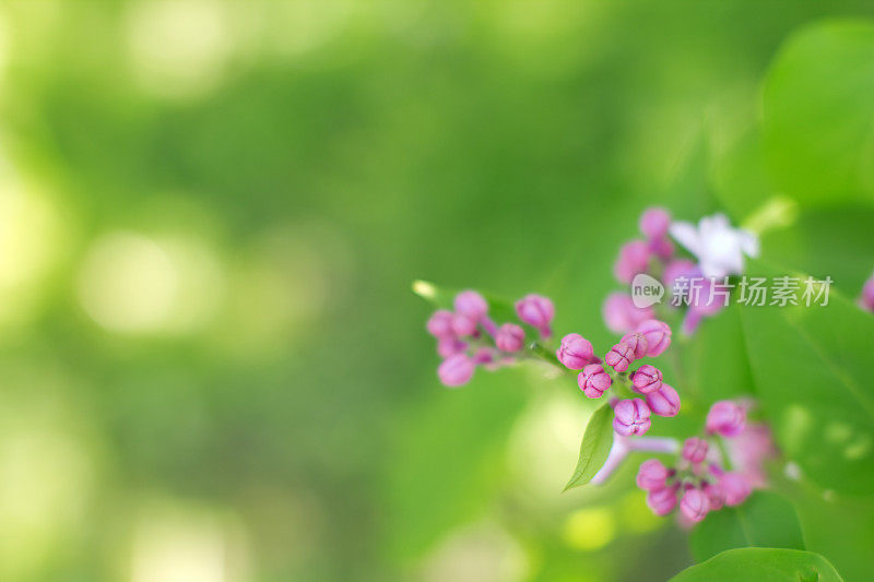 紫丁香(淡紫色)。