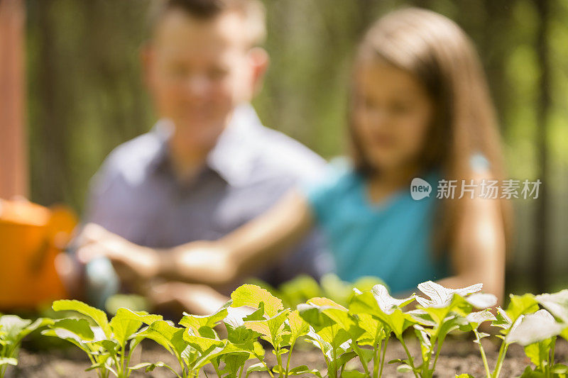 父亲和女儿都喜欢在后院搞园艺。国产有机蔬菜。