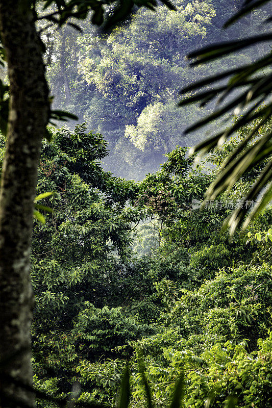 委内瑞拉亨利皮蒂埃国家公园的热带雨林
