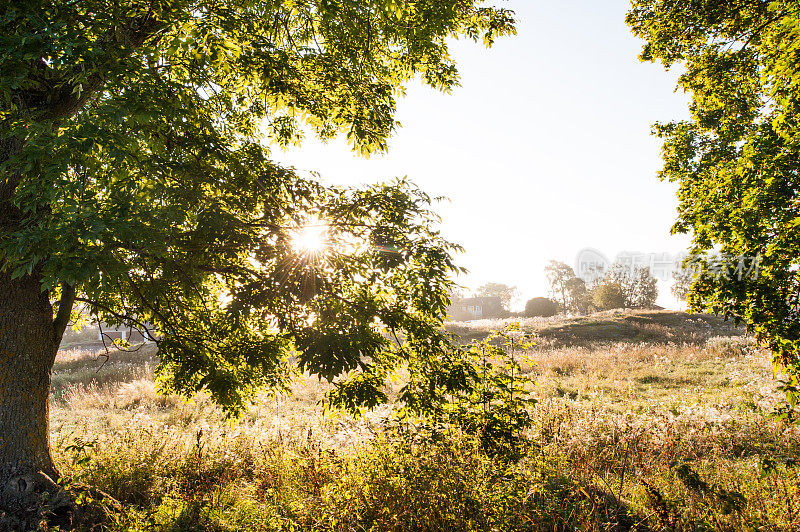 阳光在树叶之间