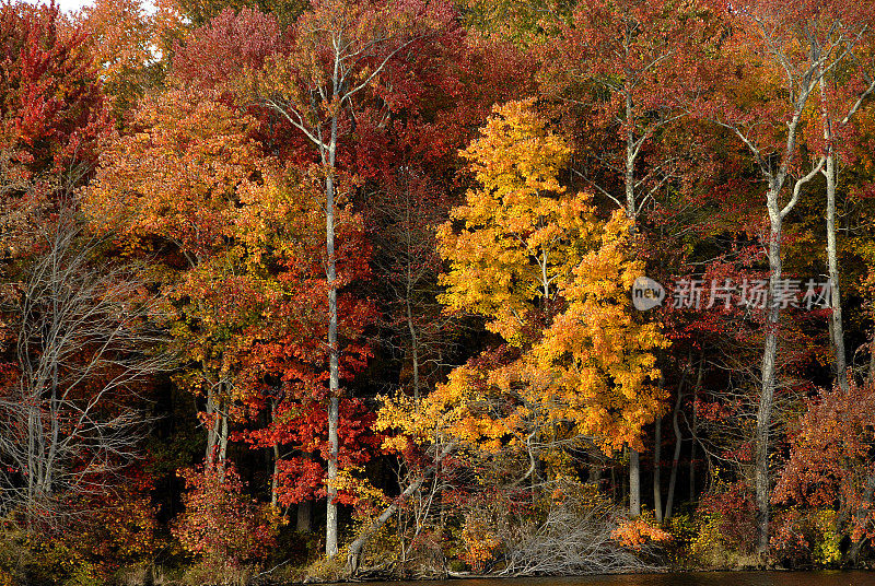 秋天的颜色在湖泊边缘