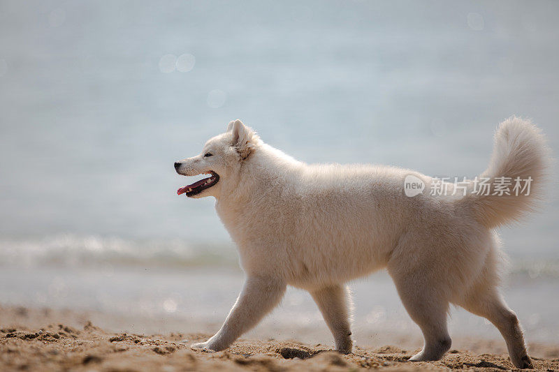 海滩上的狗