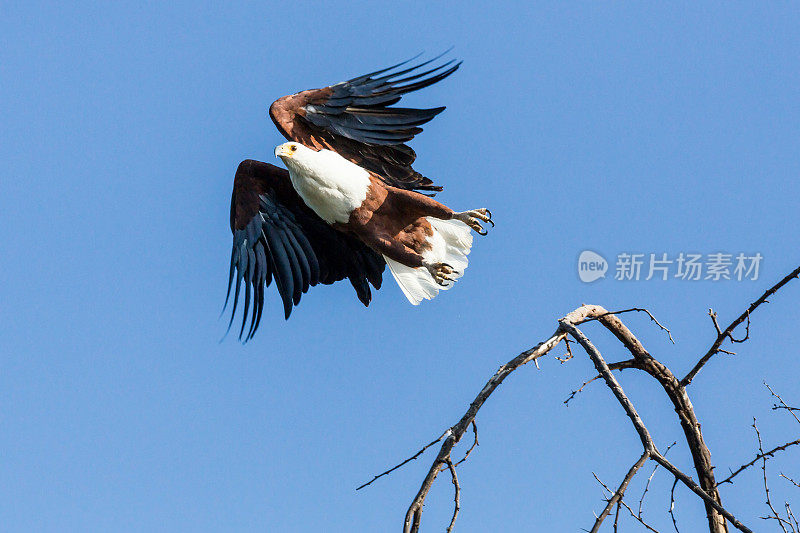 非洲鱼鹰