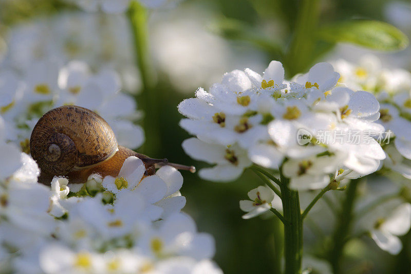 花园里的蜗牛在花里