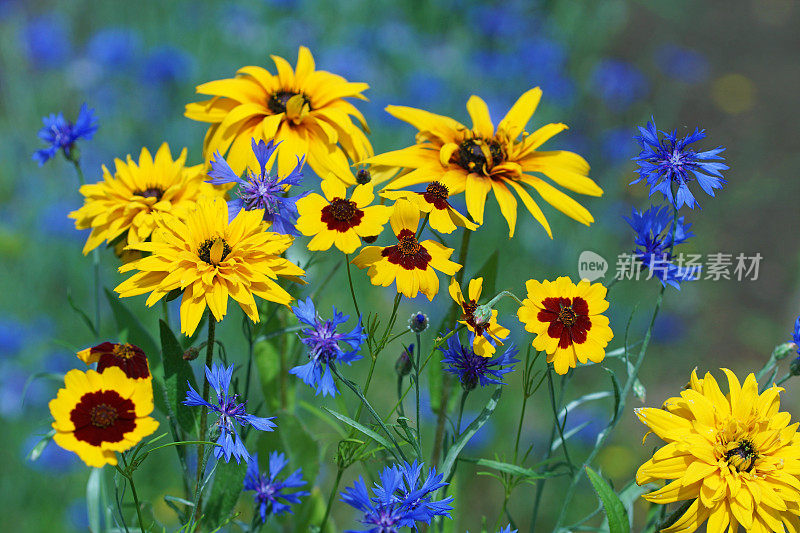 矢车菊、田螺和万寿菊