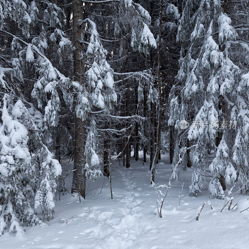 挪威奥斯陆，雪地里的脚印进入森林