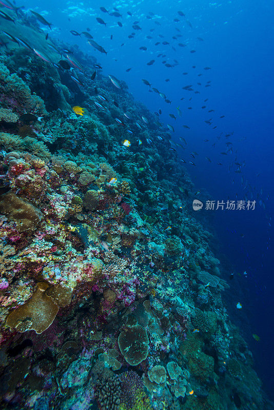 海洋生物——帕劳，密克罗尼西亚