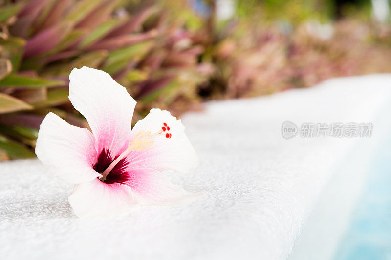 池边的热带芙蓉花