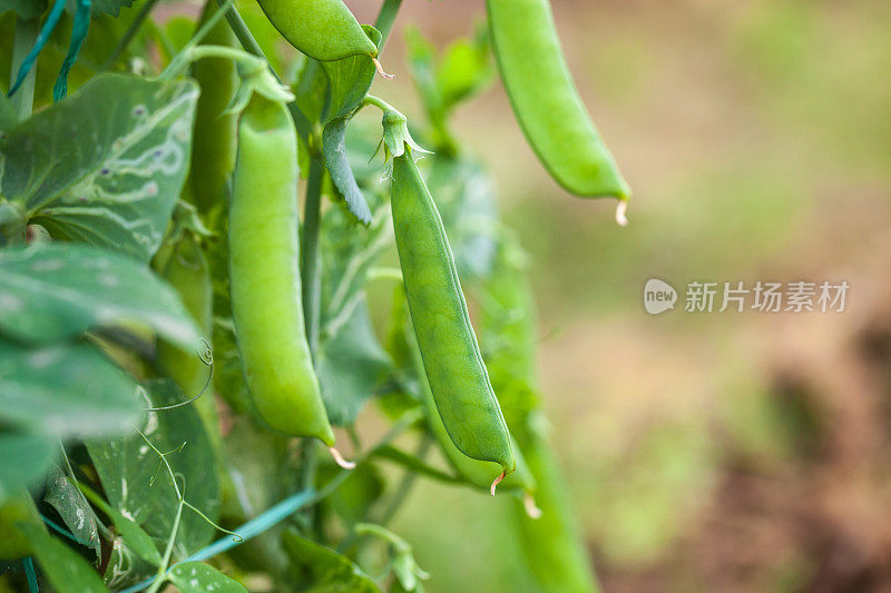 湿植物叶子特写镜头