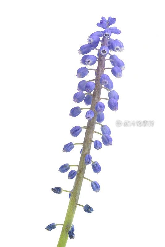 葡萄风信子(Muscari)肖像