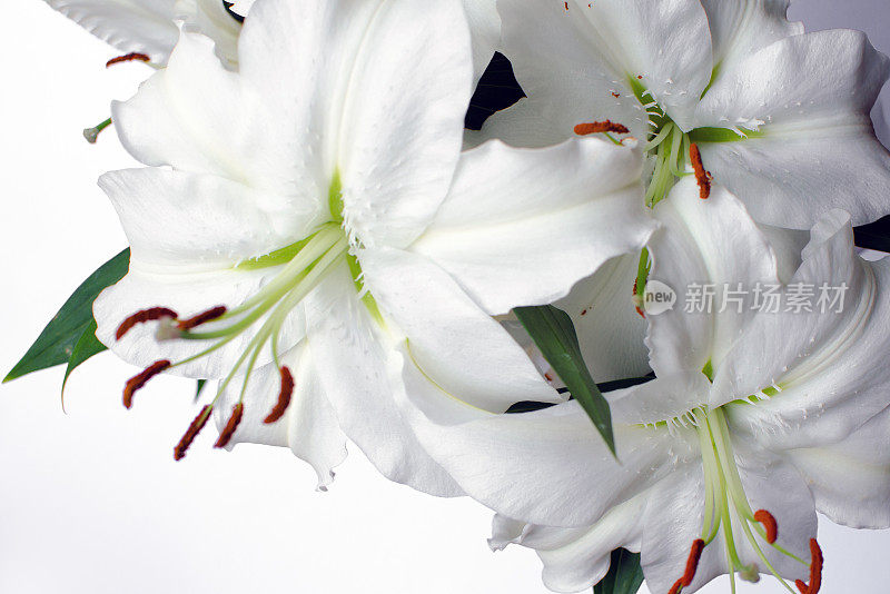 百合花花排列在白色背景与复制空间