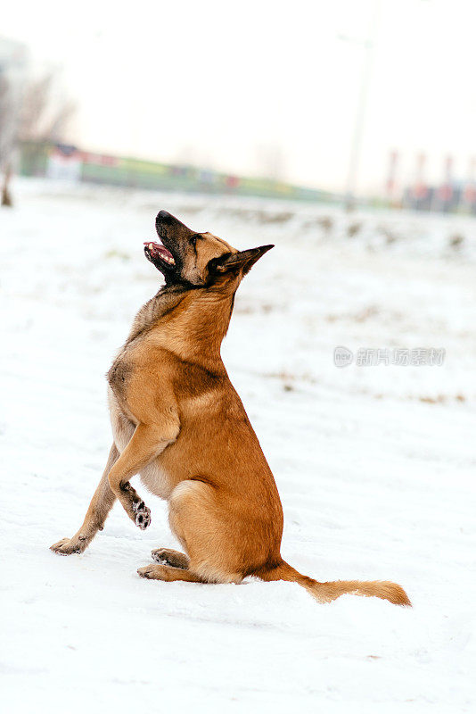 美丽的成年雄性比利时牧羊犬-马里诺在雪中奔跑