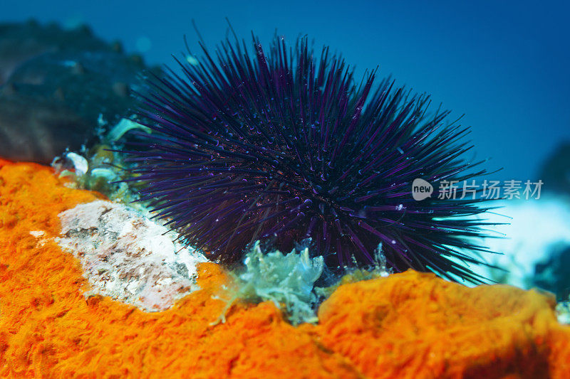 海洋生物