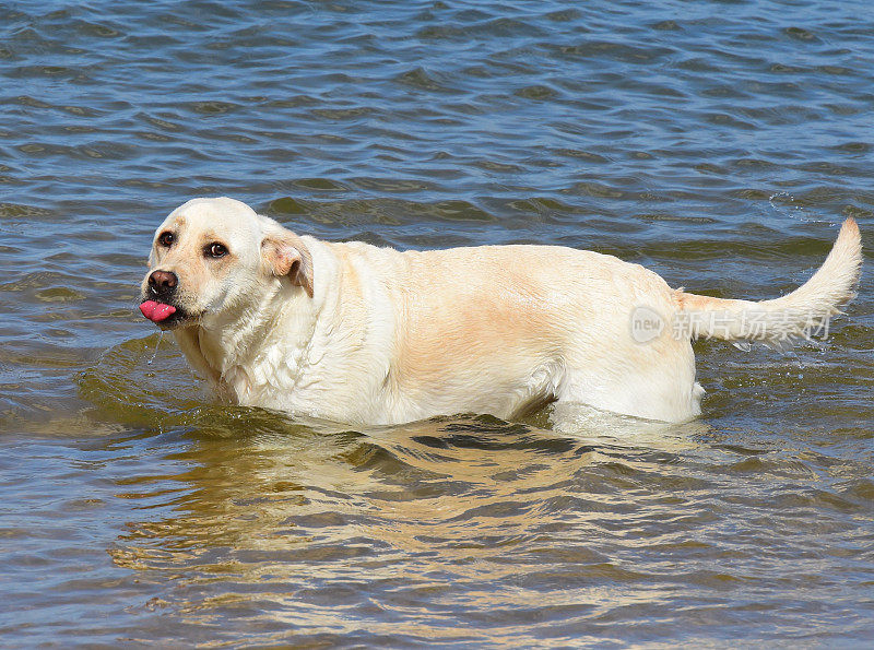 拉布拉多寻回犬