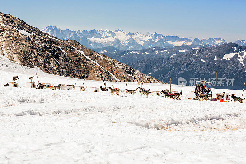 雪撬狗在冰川湾营地，背景是山脉