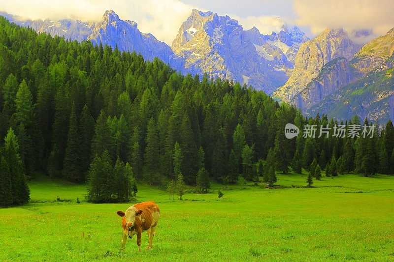 意大利南泰洛尔阿尔卑斯白云石草地上的奶牛