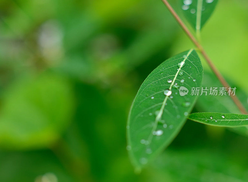 水滴在绿叶上