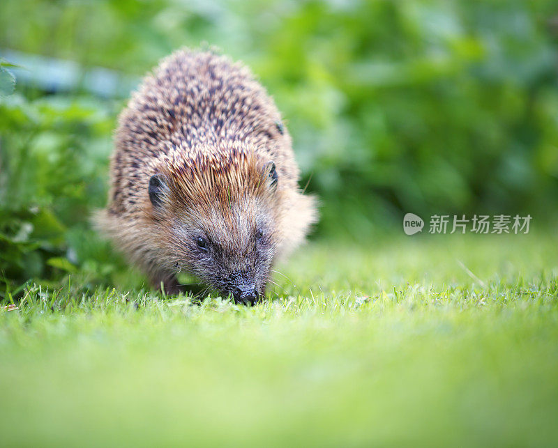 花园里的小刺猬