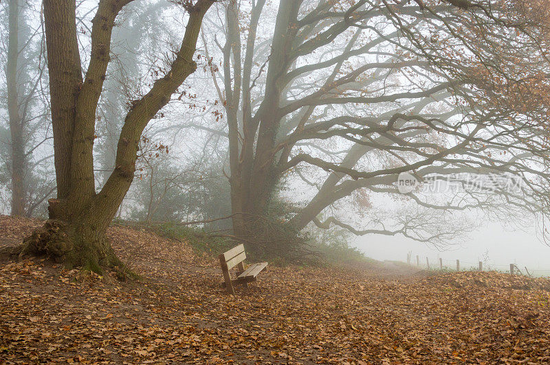 雾蒙蒙的森林里的木凳