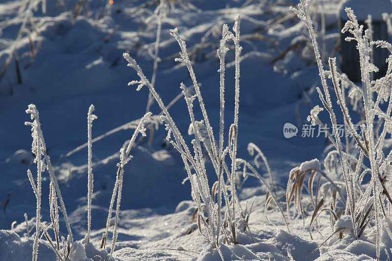 白霜在草地上