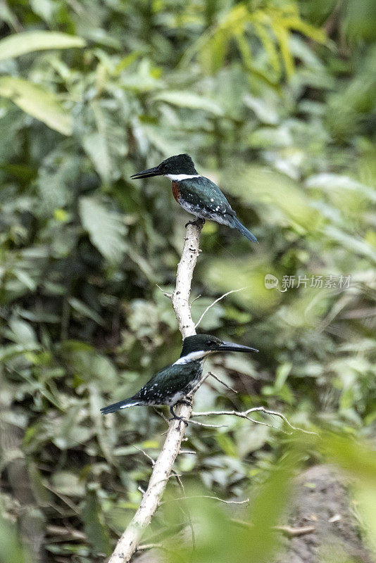 亚马逊翠鸟