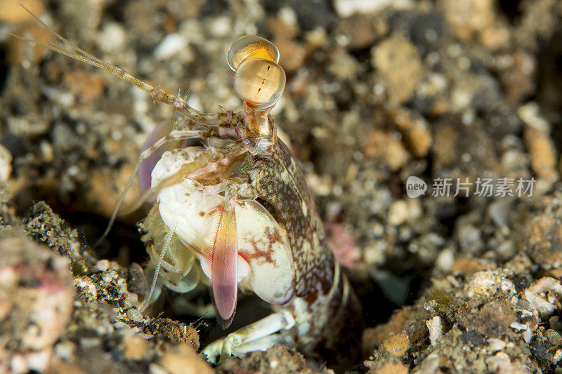 短喙螳螂虾-短齿指虾