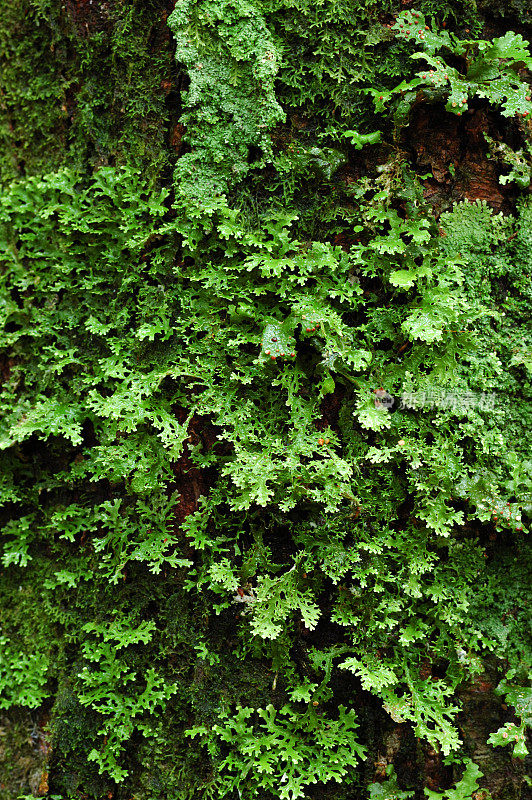 绿色的苔藓