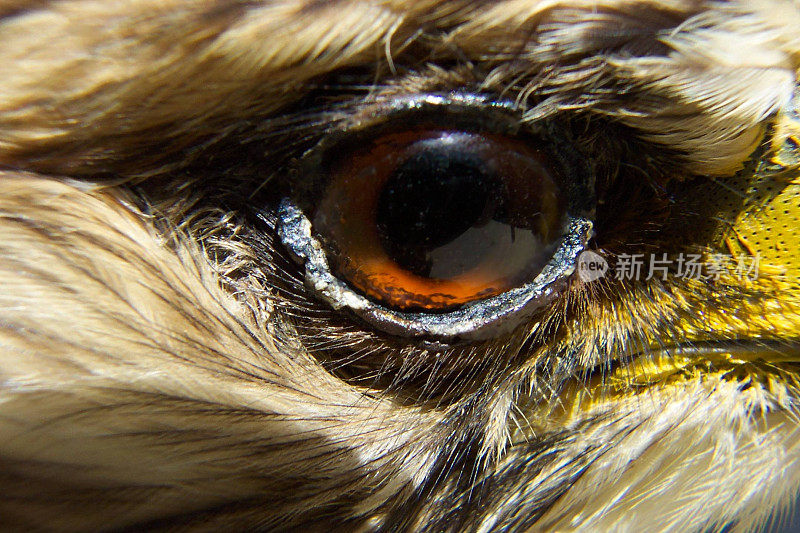红尾鹰眼近距离摄影