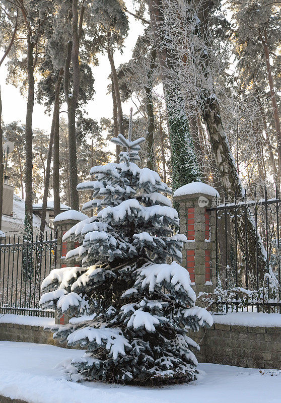 圣诞树在下雪的日子