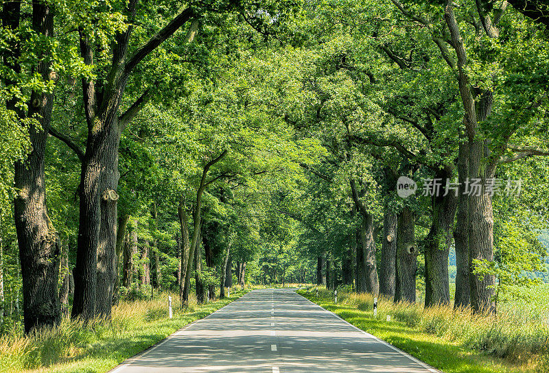 沿途有树的乡村道路