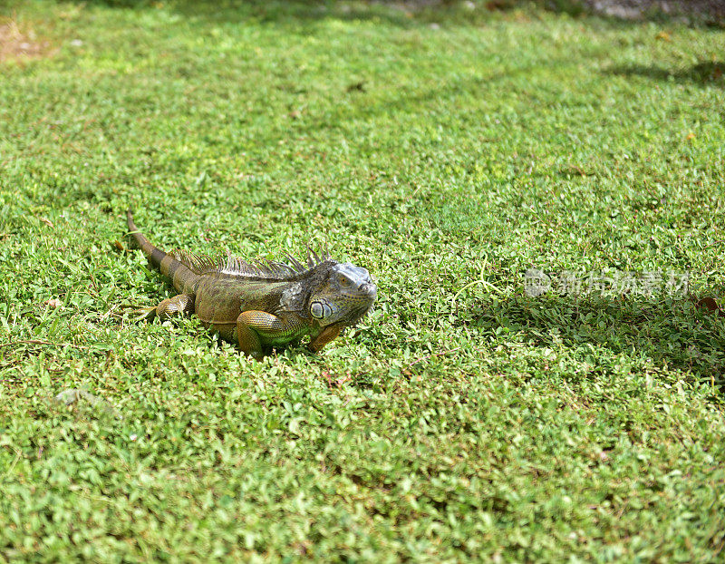 鬣蜥