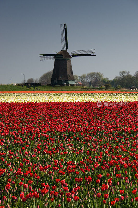 荷兰风车和郁金香