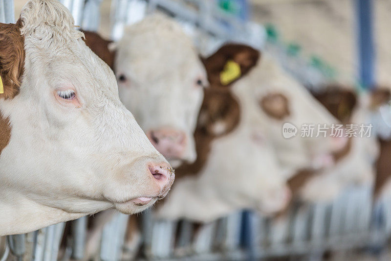西门塔尔奶牛在牲口棚排成一排