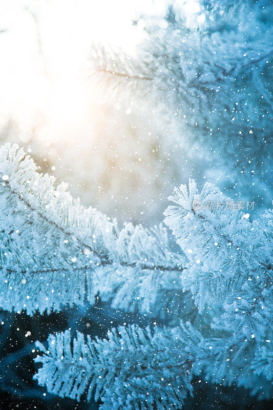 冬天的场景——树林里下雪