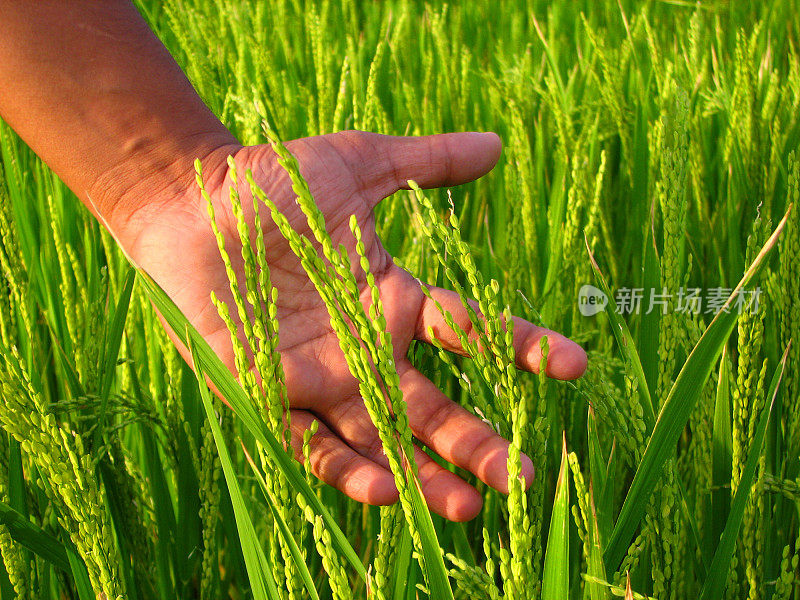 农民的手和稻田