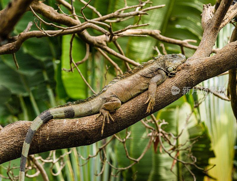 绿色或普通鬣蜥休息在树枝上