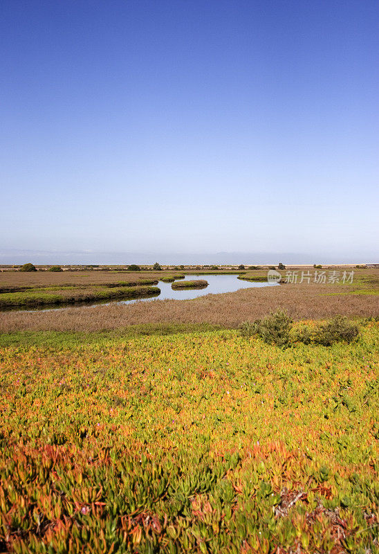 近海湿地