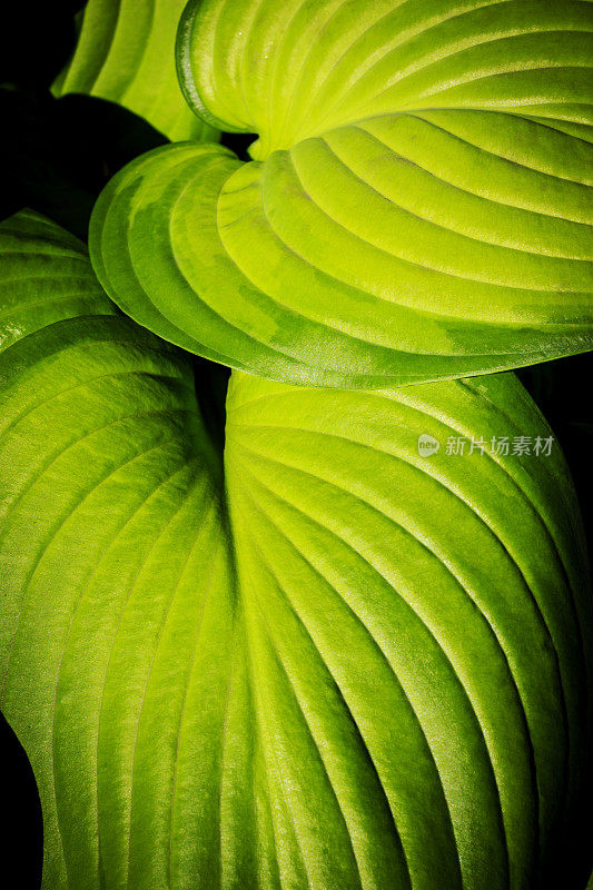 玉簪属草本植物叶子