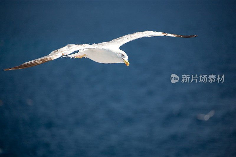 海鸥