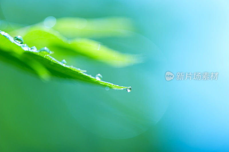 小雨打在树叶