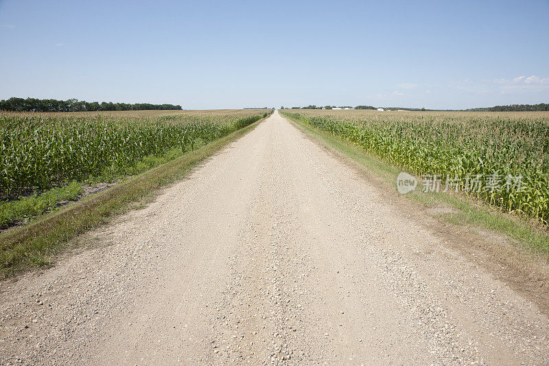 乡村景观公路穿过玉米田