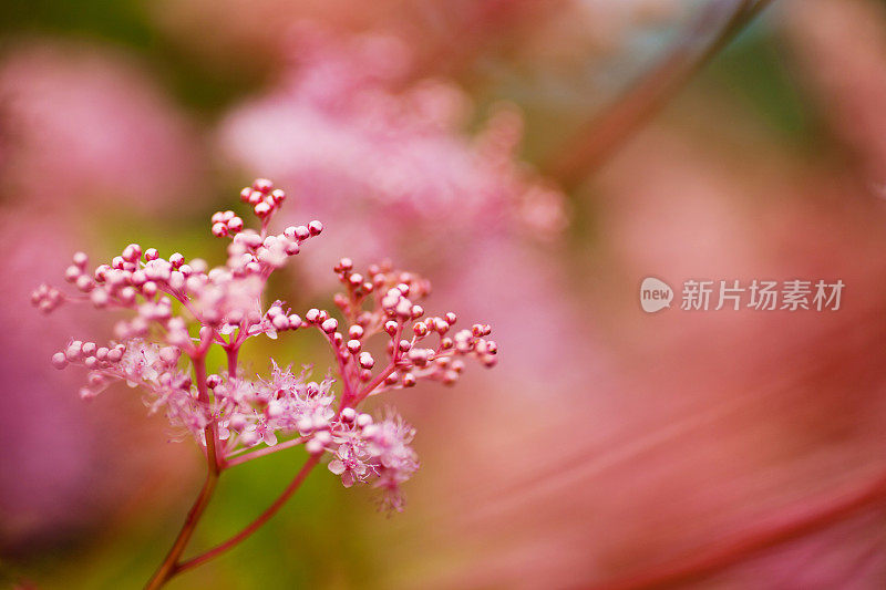 小粉红花朵