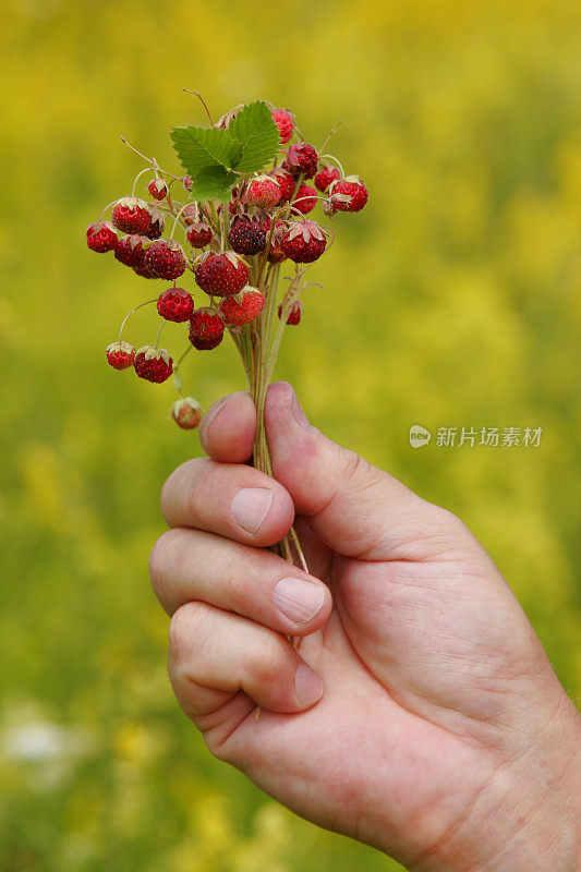 一串野草莓